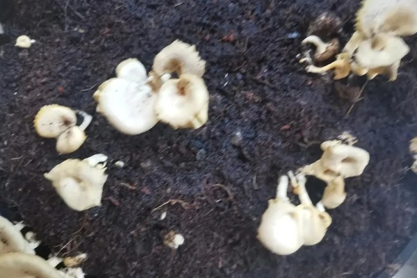 蘑菇的种植方式，每隔1-3天浇一次水