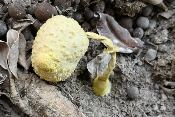 蘑菇的种植方式，每隔1-3天浇一次水