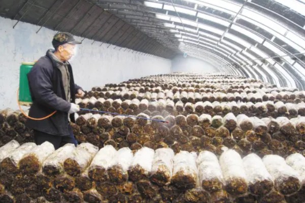 蘑菇的种植方式，每隔1-3天浇一次水