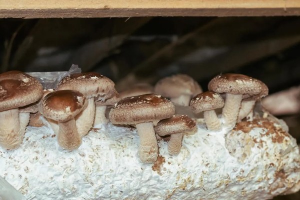 蘑菇的种植方式，每隔1-3天浇一次水