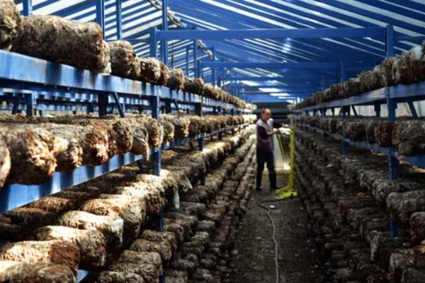 蘑菇的种植方式，每隔1-3天浇一次水