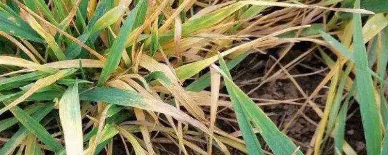 小麦纹枯病怎么防治，喷施苯甲·丙环唑等药物具有防效