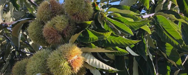 云南板栗的成熟时间，一般为7月下旬至8月初