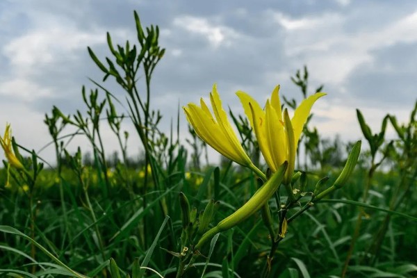 萱草是什么花,又叫黄花菜、宜男草、金针菜等