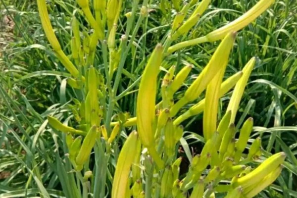 萱草是什么花,又叫黄花菜、宜男草、金针菜等