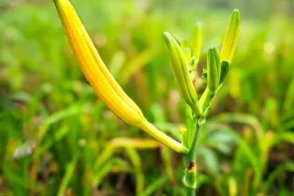 萱草是什么花,又叫黄花菜、宜男草、金针菜等