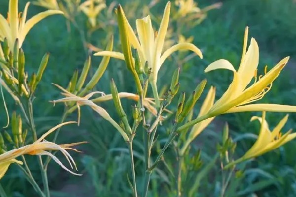 萱草是什么花,又叫黄花菜、宜男草、金针菜等