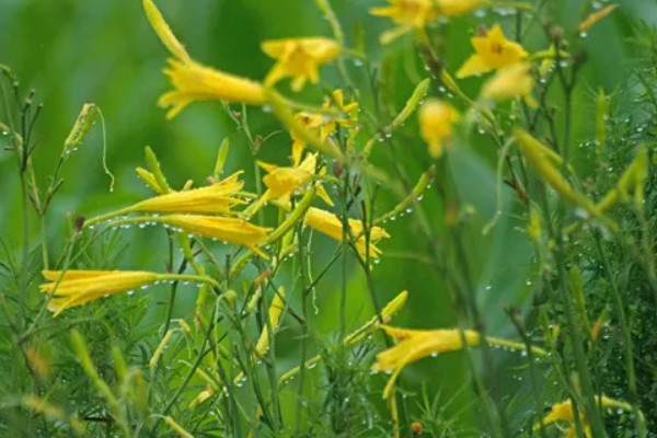 萱草是什么花,又叫黄花菜、宜男草、金针菜等