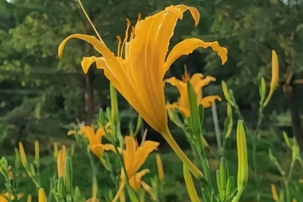 萱草是什么花,又叫黄花菜、宜男草、金针菜等