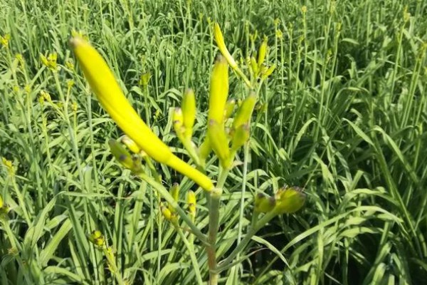 萱草是什么花,又叫黄花菜、宜男草、金针菜等