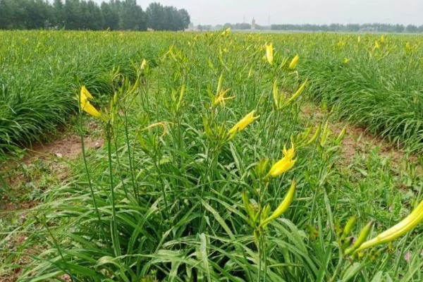 萱草是什么花,又叫黄花菜、宜男草、金针菜等