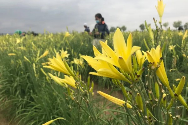 萱草是什么花,又叫黄花菜、宜男草、金针菜等