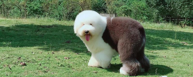 古牧犬的智商高吗，在同类狗中都是非常高的