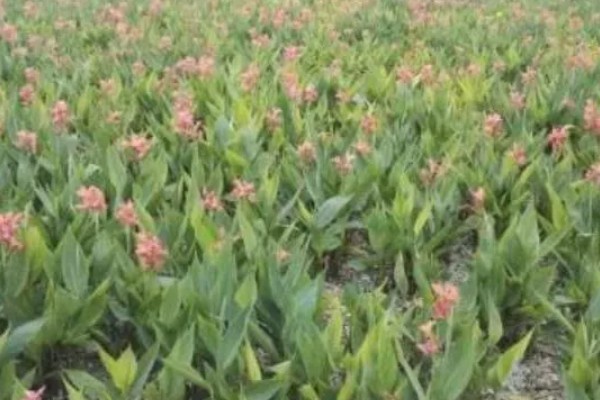 美人蕉怎么过冬，温度控制在16-30度左右