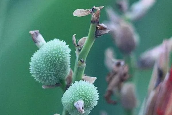 美人蕉怎么过冬，温度控制在16-30度左右