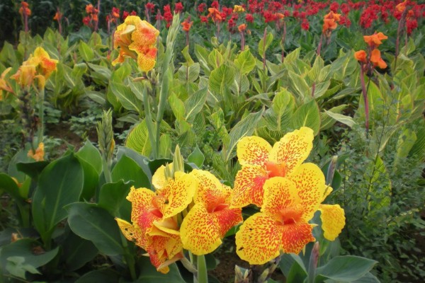 美人蕉怎么过冬，温度控制在16-30度左右