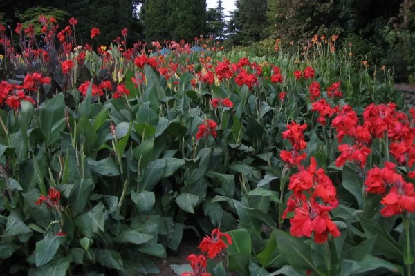 美人蕉怎么过冬，温度控制在16-30度左右