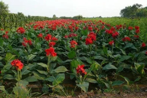 美人蕉怎么过冬，温度控制在16-30度左右