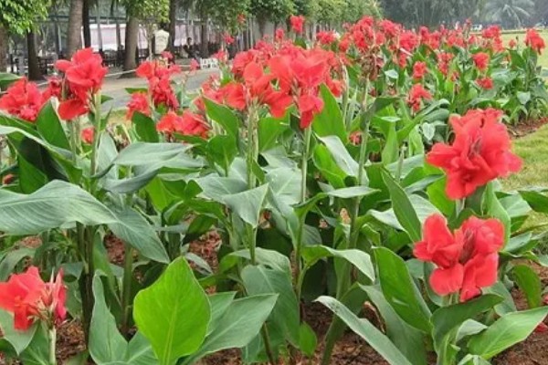 美人蕉怎么过冬，温度控制在16-30度左右