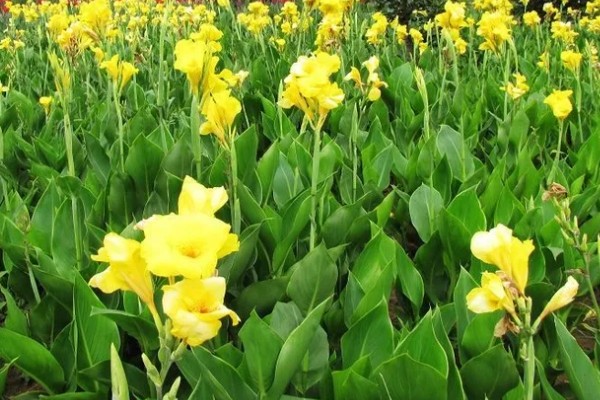 美人蕉怎么过冬，温度控制在16-30度左右