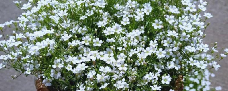 满天星简介，属于常见的观赏盆栽花卉之一