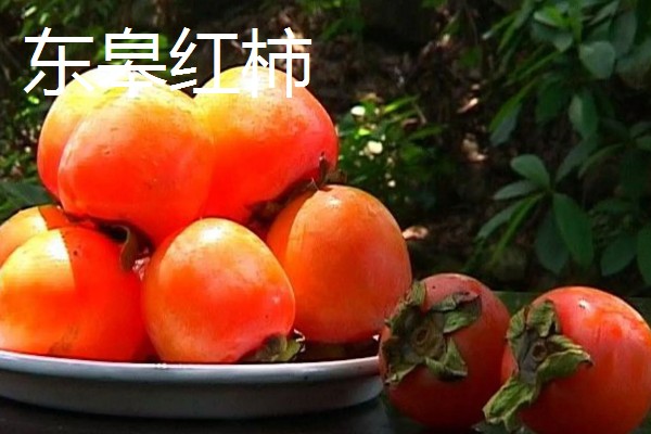 浙江省永嘉县的特产，有东皋红柿、陡门金银花等