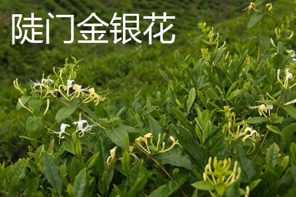 浙江省永嘉县的特产，有东皋红柿、陡门金银花等