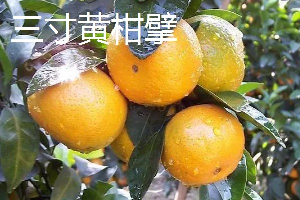 浙江省永嘉县的特产，有东皋红柿、陡门金银花等