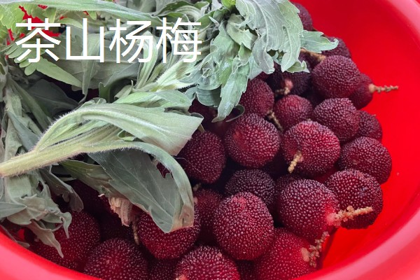 浙江省永嘉县的特产，有东皋红柿、陡门金银花等