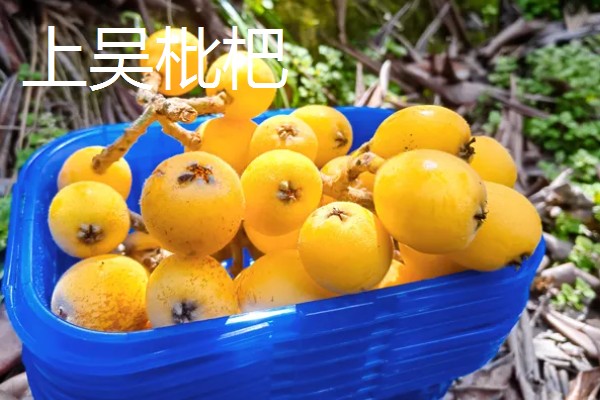 浙江省永嘉县的特产，有东皋红柿、陡门金银花等