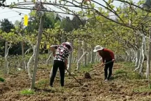 猕猴桃秋季如何管理,干旱时一定要及时浇水或喷水抗旱