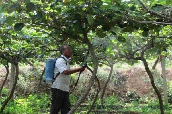 猕猴桃秋季如何管理,干旱时一定要及时浇水或喷水抗旱