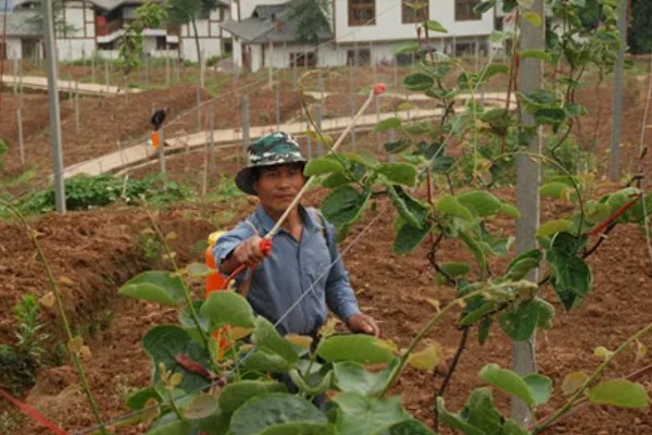 猕猴桃秋季如何管理,干旱时一定要及时浇水或喷水抗旱