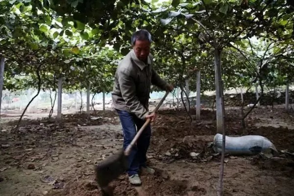 猕猴桃秋季如何管理,干旱时一定要及时浇水或喷水抗旱