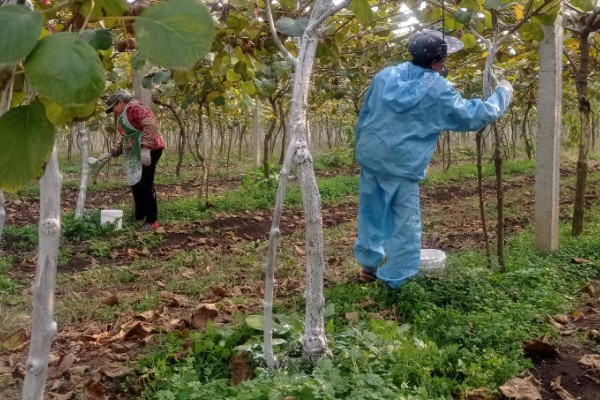 猕猴桃秋季如何管理,干旱时一定要及时浇水或喷水抗旱