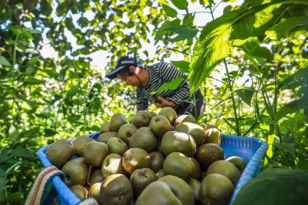 猕猴桃秋季如何管理,干旱时一定要及时浇水或喷水抗旱