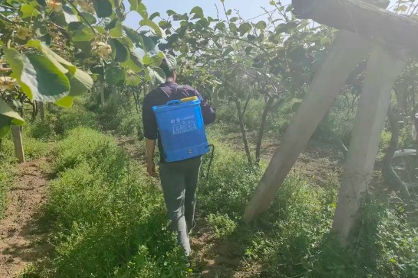 猕猴桃秋季如何管理,干旱时一定要及时浇水或喷水抗旱