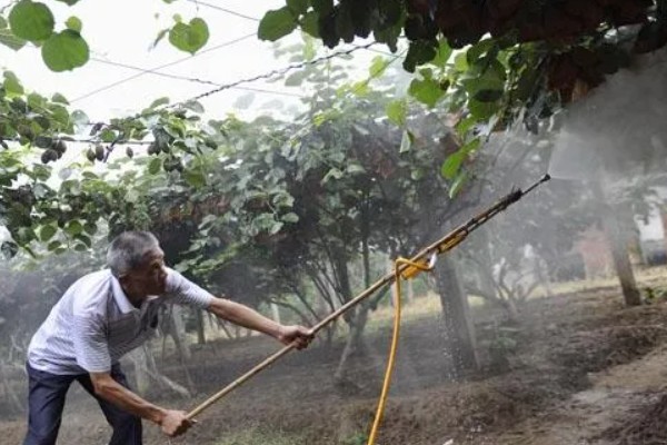 猕猴桃秋季如何管理,干旱时一定要及时浇水或喷水抗旱