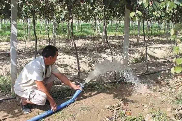 猕猴桃秋季如何管理,干旱时一定要及时浇水或喷水抗旱