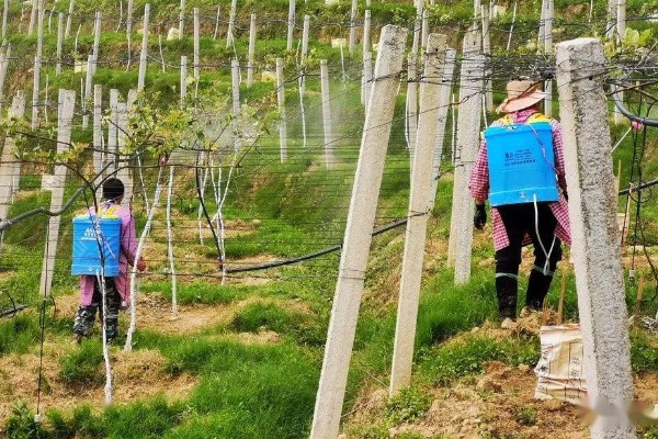 猕猴桃秋季如何管理,干旱时一定要及时浇水或喷水抗旱