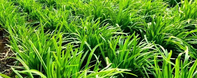 哪些蔬菜不用打理，常见韭菜、豆角等品种