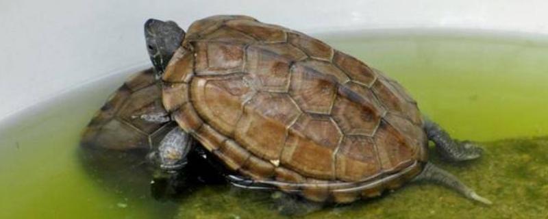 养龟换水间隔，每隔2-3天换一次