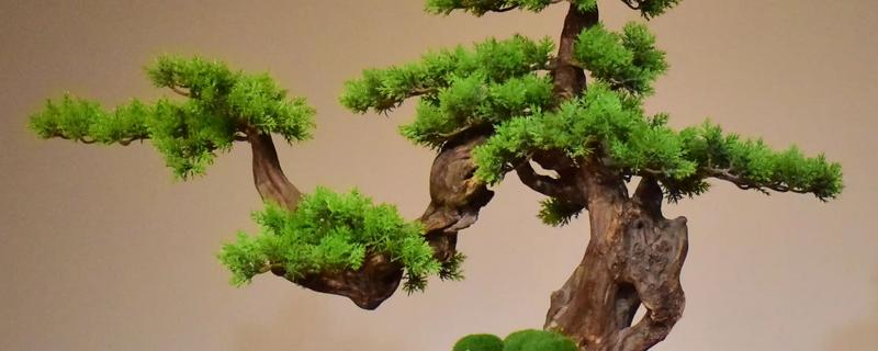 迎客松发黄如何处理，土壤板结时可更换疏松透气的新土