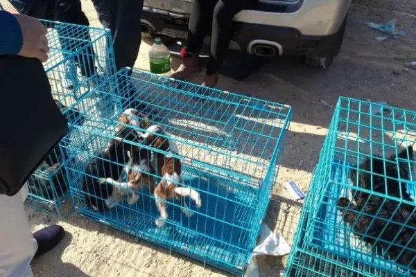 购买狗狗的渠道,可在线销售或狗市交易