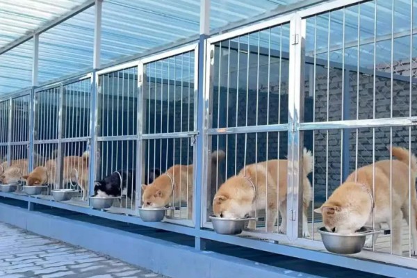 购买狗狗的渠道,可在线销售或狗市交易