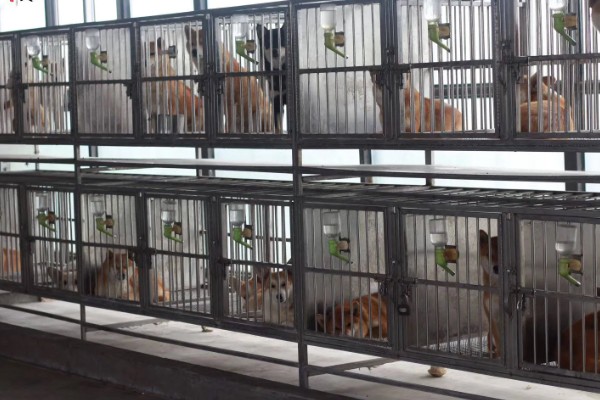 购买狗狗的渠道,可在线销售或狗市交易