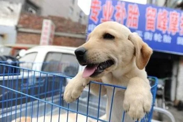 购买狗狗的渠道,可在线销售或狗市交易