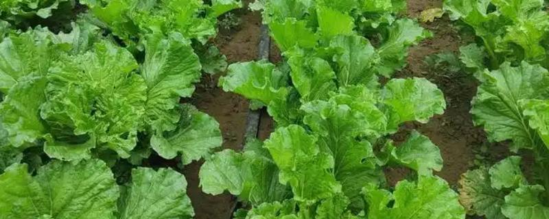 种植蔬菜的技巧，种子与泥土混匀再撒播