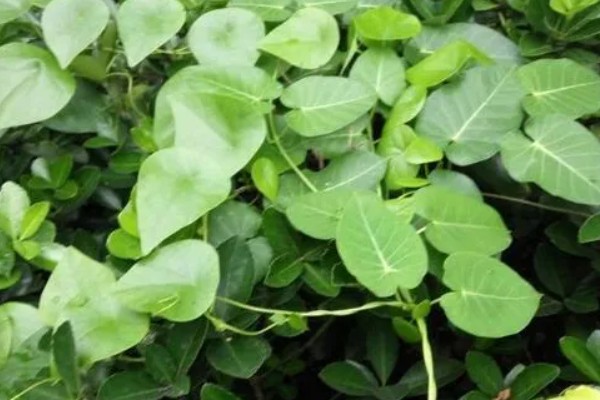 千金藤种植要多久，种植两至三年就能收获