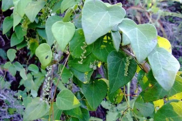 千金藤种植要多久，种植两至三年就能收获